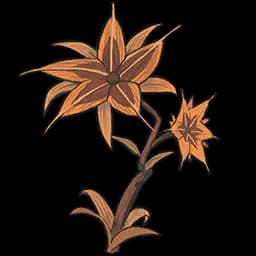 Ausgedörrte Drymane Flower