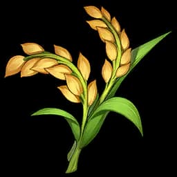 Rice