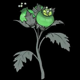 Undergrown Dawn Lanternleaf